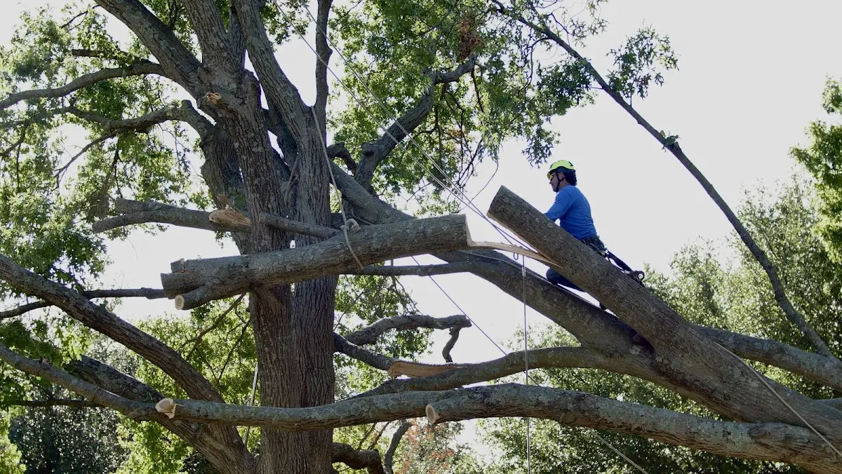 Professional Crown Thinning performed by certified arborists in Great Bend