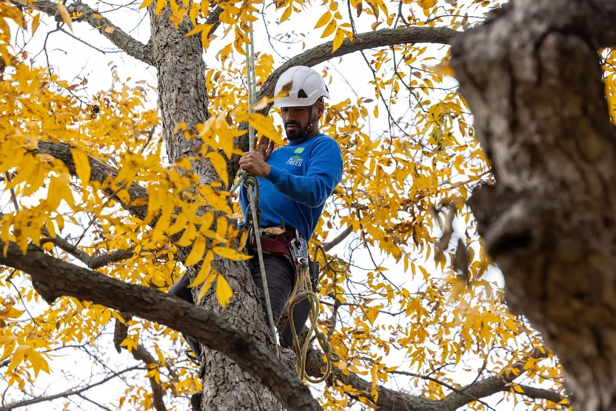 Skilled Emergency Tree Service crew working in Great Bend