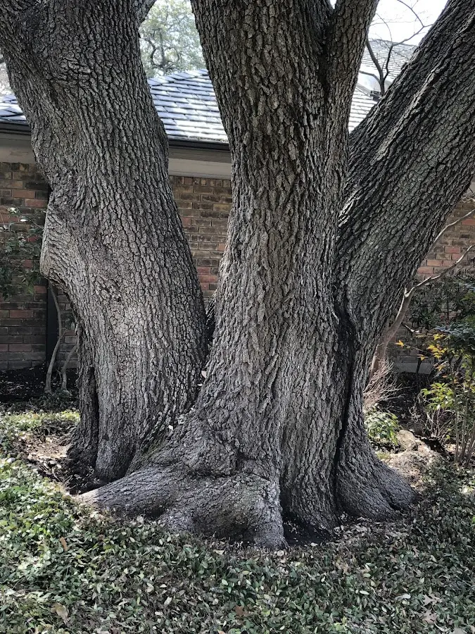 Mature heritage tree close to a Great Bend property cared for by certified arborists